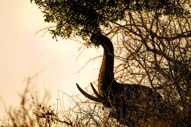 Elephant feeding on Marula tree