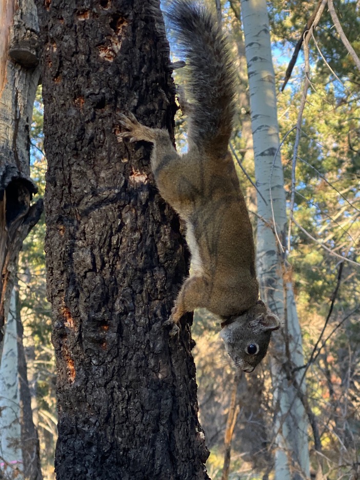 Mt. Graham red squirrel