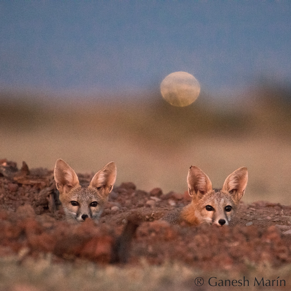 Two kit fox look toward camera with moon in background