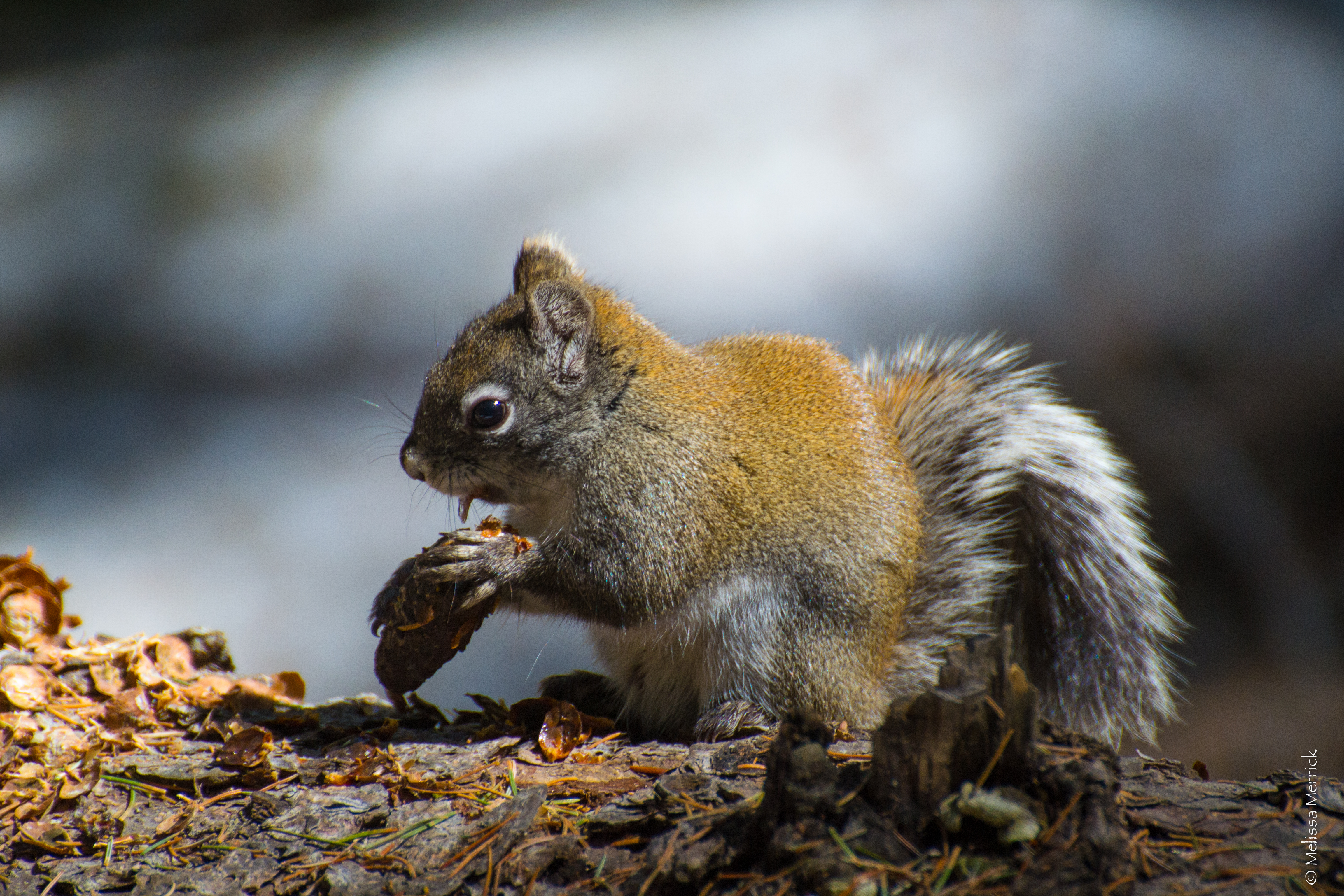 Mt. Graham red squirrel with cone