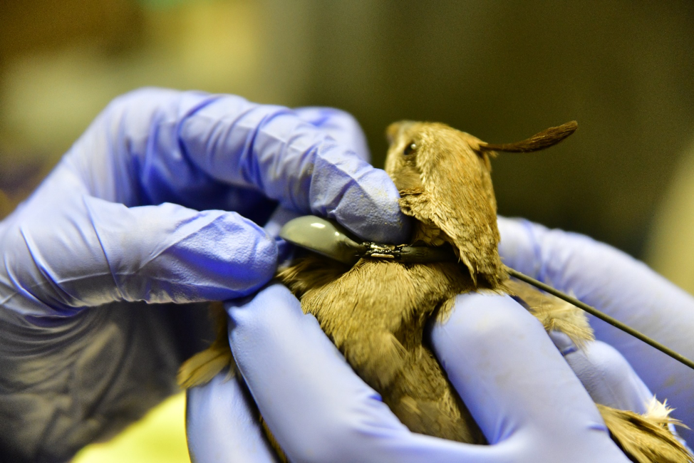 Gambel's Quail being fitted with radio collar