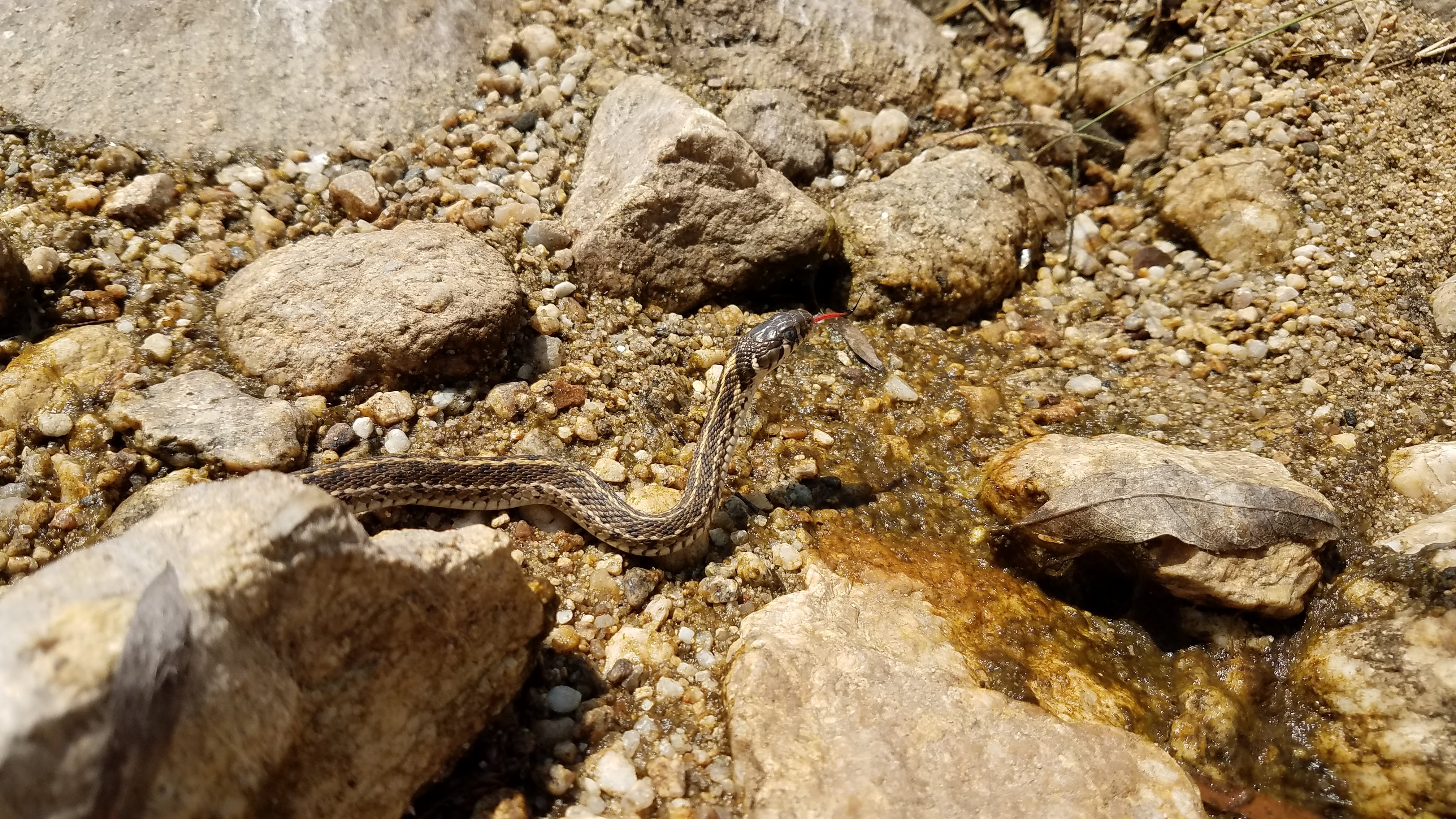 Thamnophis marcianus in Sabino Creek