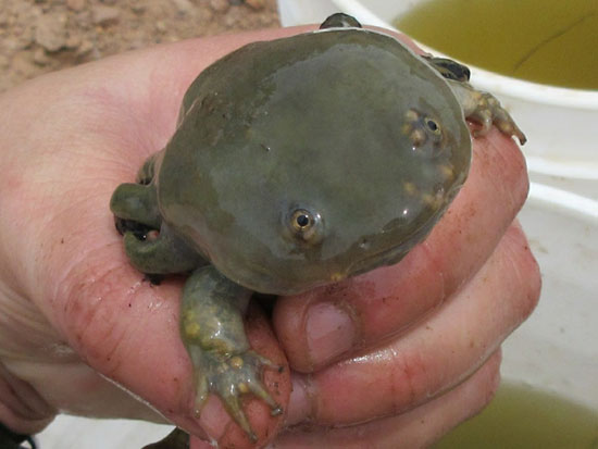 Aquatic morph Sonoran tiger salamander