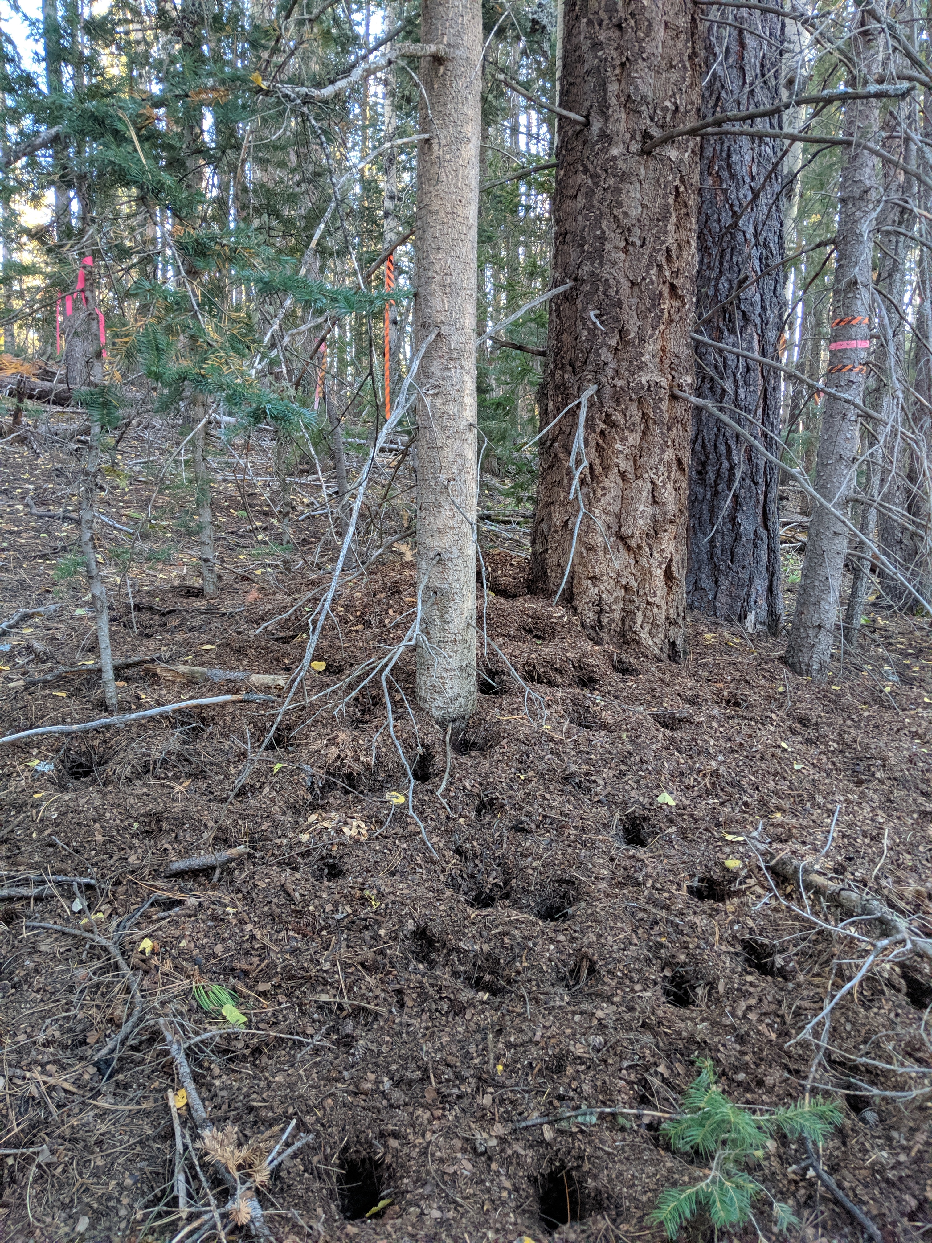 Red squirrel midden