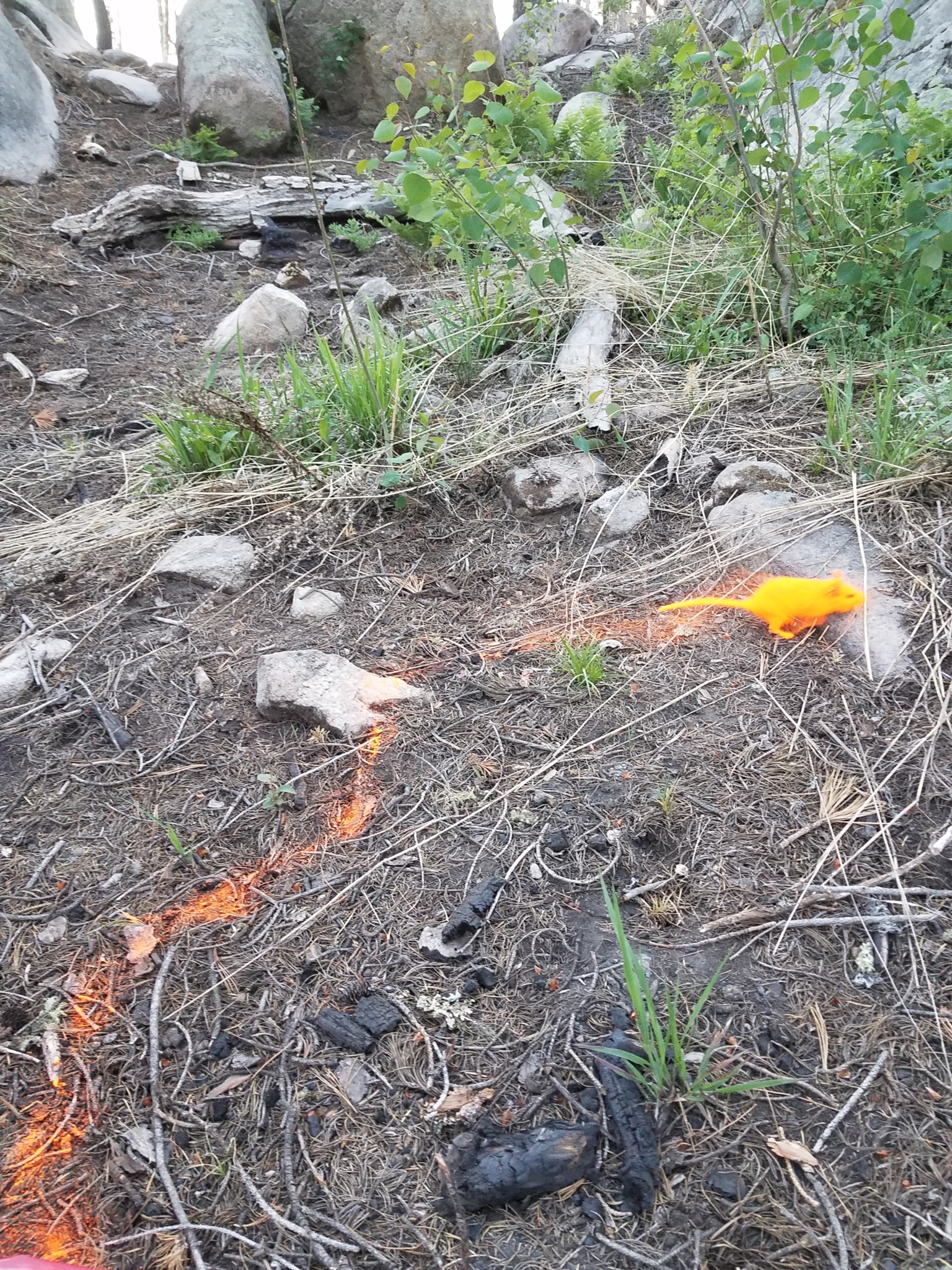 Pack rat covered in orange fluorescent powder leaves orange trail