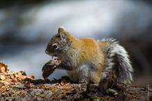 red squirrel with cone on branch