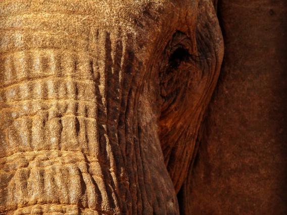 Close-up of elephant facing camera