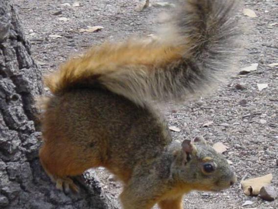 Chiricahua fox squirrel