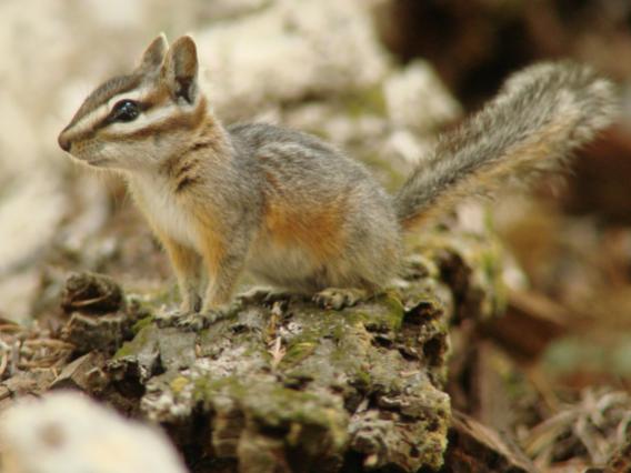 Cliff chipmunk Cliff chipmunk