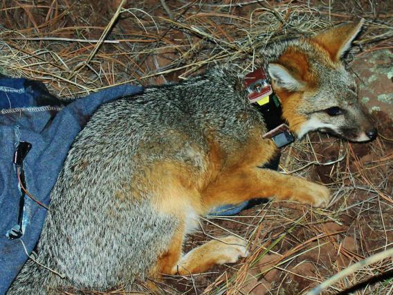 Gray fox with GPS collar