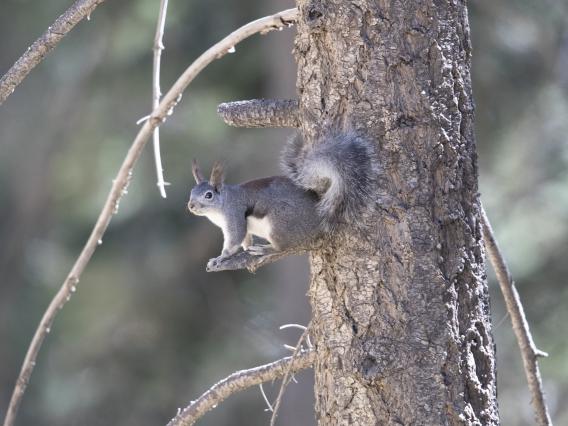 Abert squirrel sits on branch 