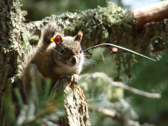 Mt. Graham red squirrel juvenile with radio collar