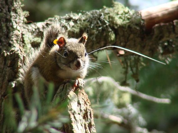 Mt. Graham red squirrel juvenile with radio collar Mt. Graham red squirrel juvenile with radio collar