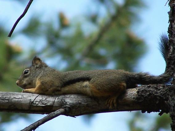 Mearnss squirrel female