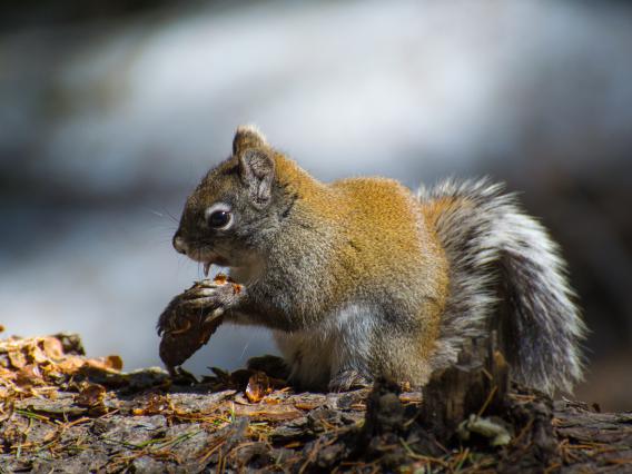 Mt. Graham red squirrel with cone