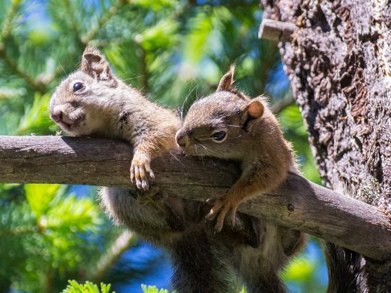 2 Juvenile Mt. Graham Red Squirrels in tree