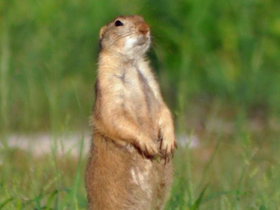 Black-tailed prairie dog Black-tailed prairie dog