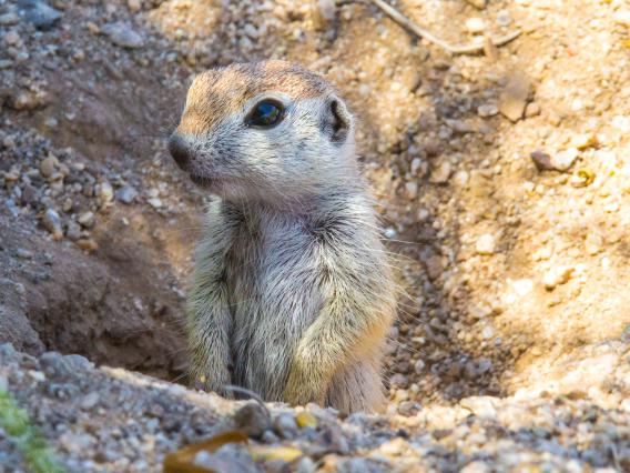 Round-tailed ground squirrel pup Round-tailed ground squirrel pup