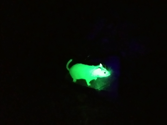 Packrat covered in green fluorescent powder