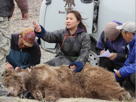 A woman kneeling behind a tranquilized bear surrounded by assistants.