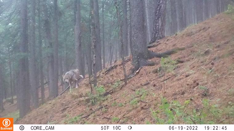 A wildlife camera image of a Mongolian wolf walking through a forest