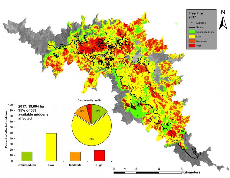 Frye Fire burn severity within red squirrel habitat Frye Fire burn severity and middens affected