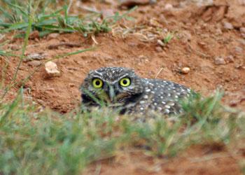 Burrowing owl using a prairie dog burrow Burrowing owl