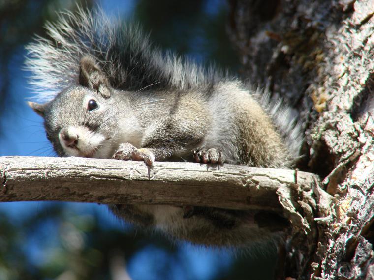 Mt. Graham red squirrel female basking Mt. Graham red squirrel female basking