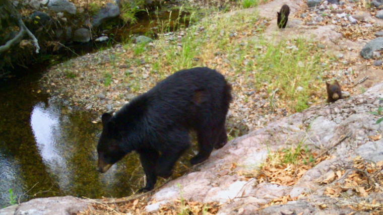 A black bear and 2 cubs explore the banks of a river