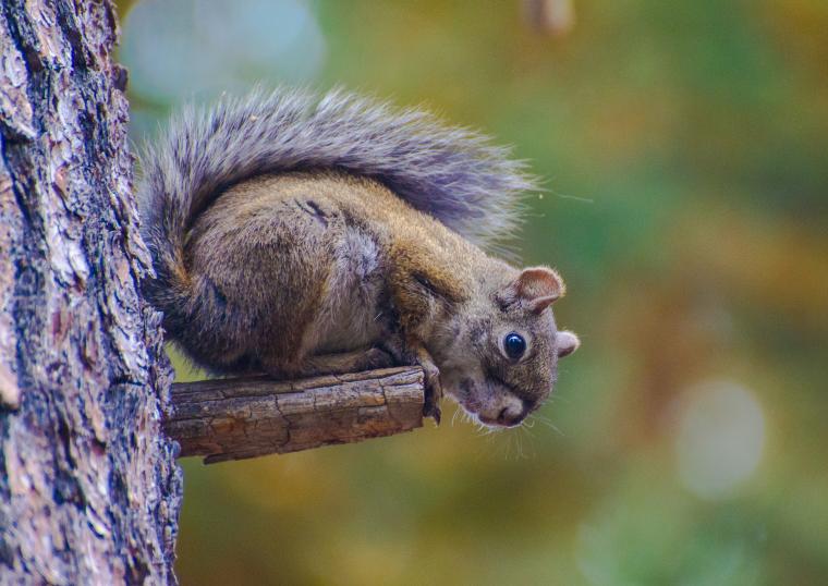 Mt. Graham red squirrel post fire Mt. Graham red squirrel post fire
