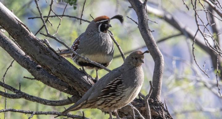 Two quail sitting in a tree